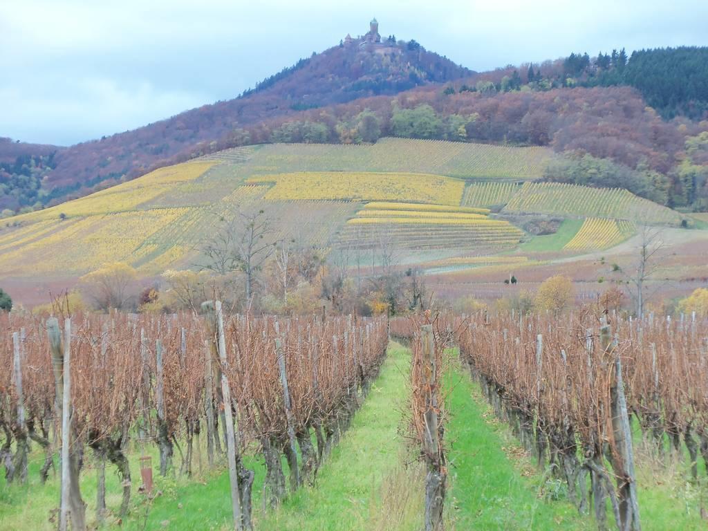 Apartment Route Du Vin Centre Alsace Orschwiller Oda fotoğraf