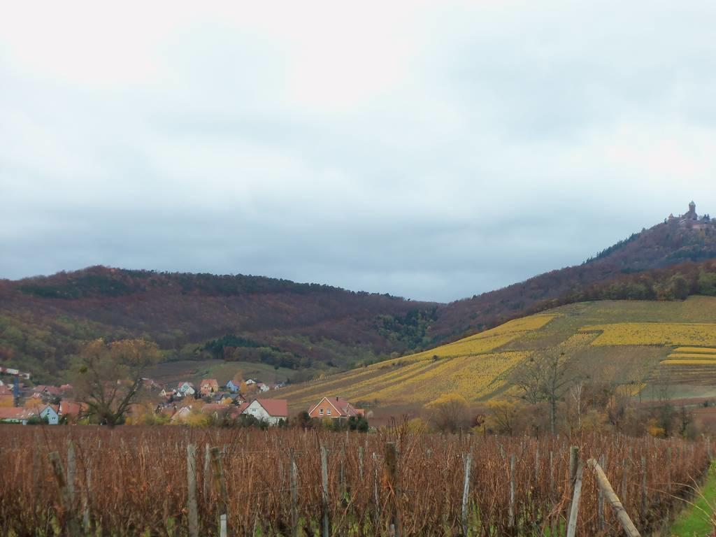 Apartment Route Du Vin Centre Alsace Orschwiller Oda fotoğraf